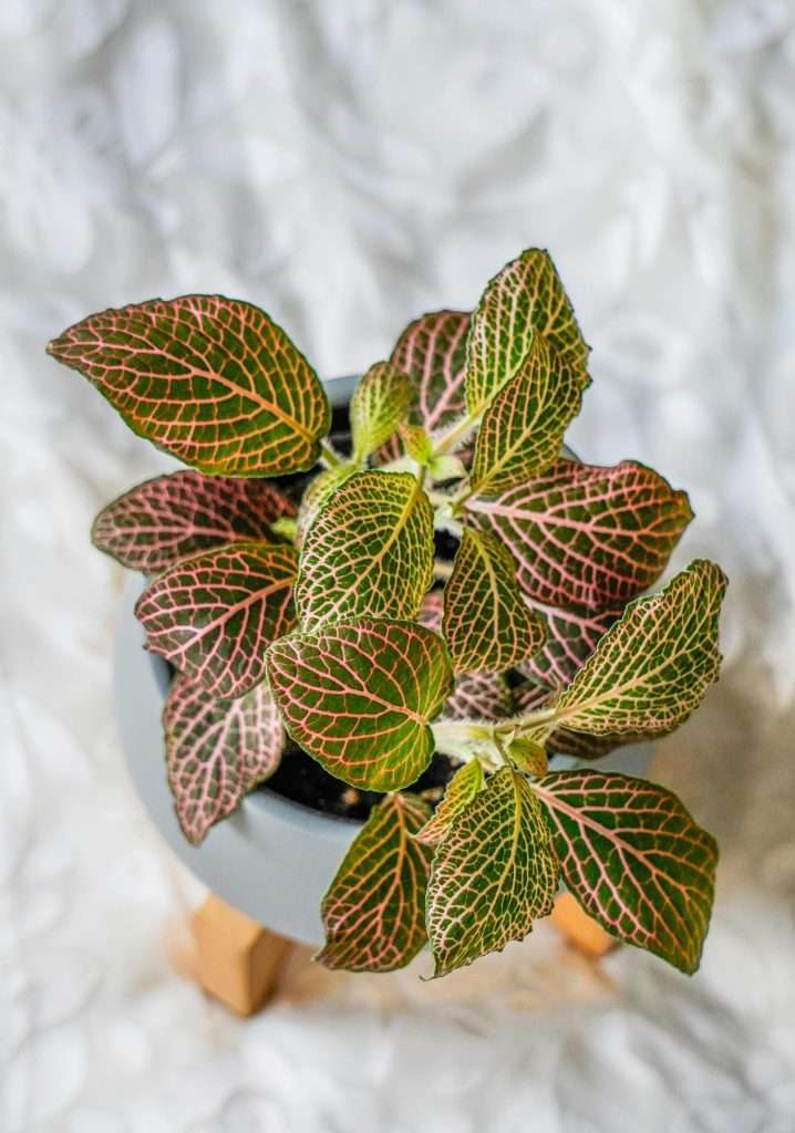 fittonia